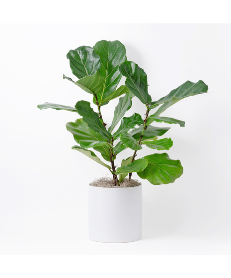 Large Fiddle-leaf Fig plant with unique green leaves and basket planter