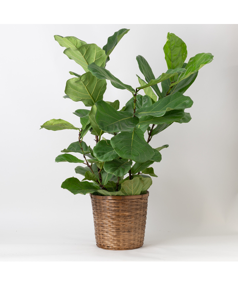 Large Fiddle Leaf Fig