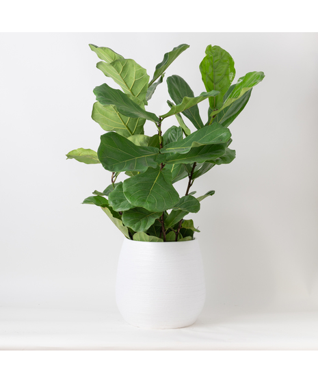 The Ficus Lyrata, commonly known as the Fiddle Leaf Fig, is a stunning green plant that stands out as a unique and thoughtful gift for any occasion. 