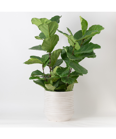 The Ficus Lyrata, commonly known as the Fiddle Leaf Fig, is a stunning green plant that stands out as a unique and thoughtful gift for any occasion. 