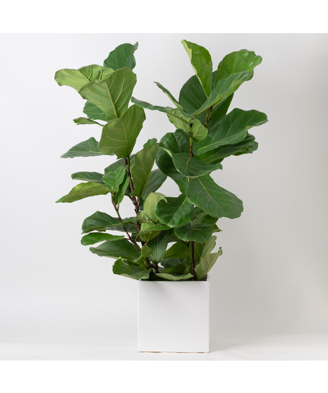 The Ficus Lyrata, commonly known as the Fiddle Leaf Fig, is a stunning green plant that stands out as a unique and thoughtful gift for any occasion. 