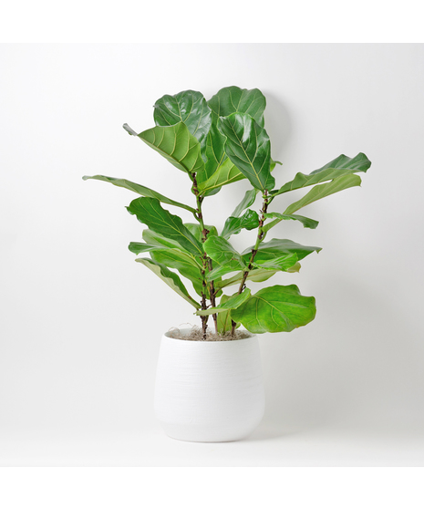 Large Fiddle-leaf Fig plant with unique green leaves and basket planter