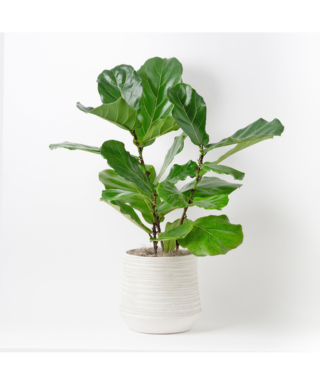 Large Fiddle-leaf Fig plant with unique green leaves and basket planter