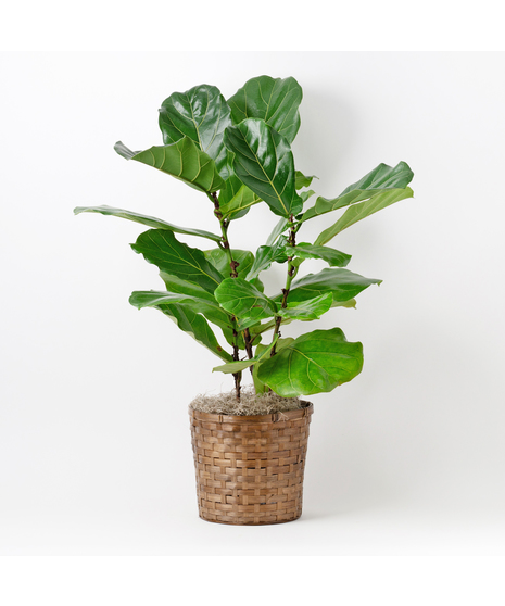 Large Fiddle-leaf Fig plant with unique green leaves and basket planter