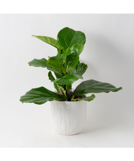 The Ficus Lyrata, commonly known as the Fiddle Leaf Fig, is a stunning green plant that stands out as a unique and thoughtful gift for any occasion.