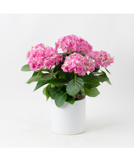 Pink Hydrangea flowering plant. 