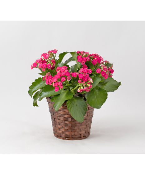 Pink Kalanchoe