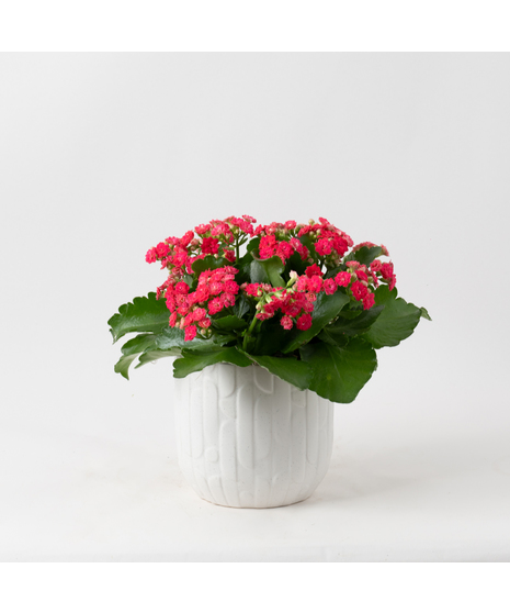 Pink Kalanchoe flowering plant. 