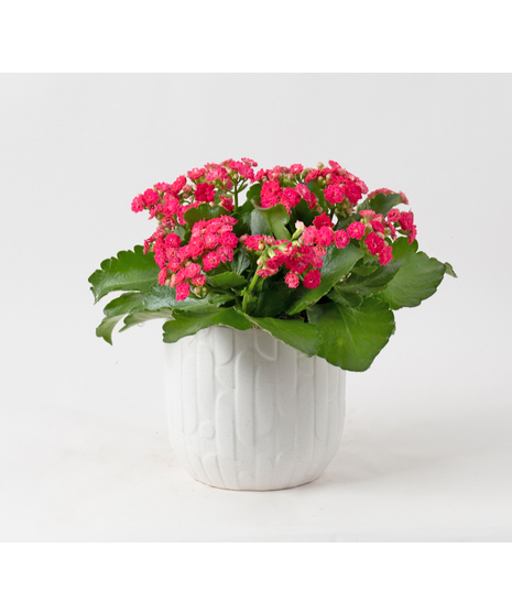 Deluxe-Pink Kalanchoe flowering plant. 