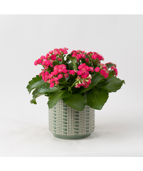 Pink Kalanchoe flowering plant. 