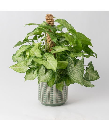 The Nephthytis Pole is a stunning addition to any indoor plant collection, featuring vibrant, heart-shaped leaves with deep green hues