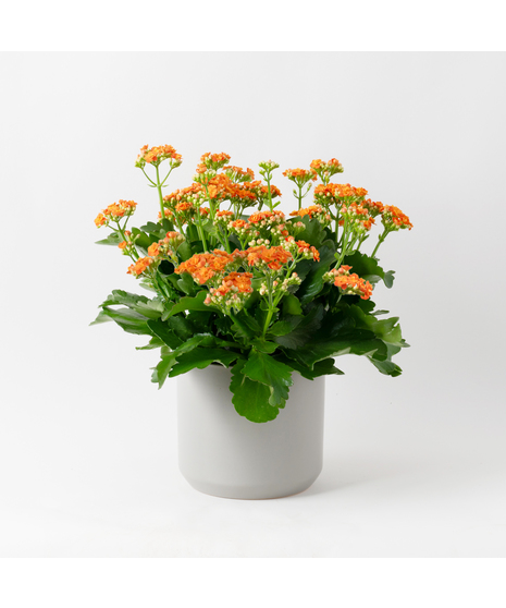 Deluxe-Orange-Kalanchoe flowering plant. 