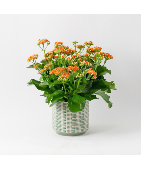 Deluxe-Orange-Kalanchoe flowering plant. 