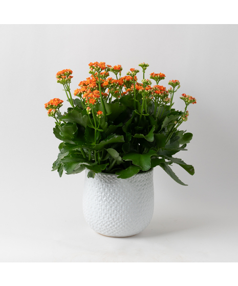 Deluxe Orange Kalanchoe