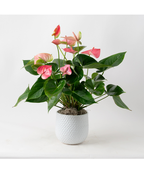 The Pink Anthurium flowering plant makes a perfect house plant. 