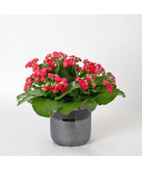 Deluxe Pink Kalanchoe