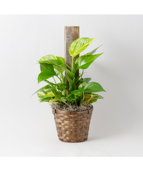 Pothos Pole Ivy