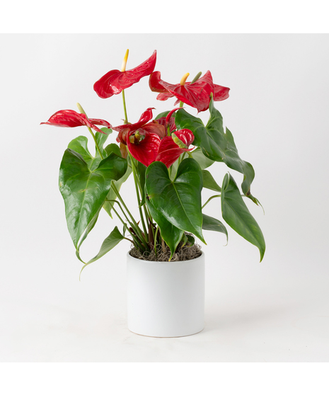 Deluxe Red Anthurium