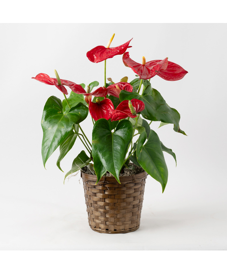 Red Anthurium