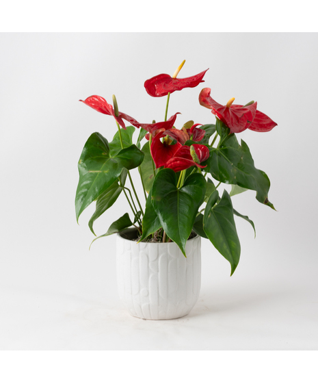 The Red Anthurium flowering plant makes a perfect house plant. 