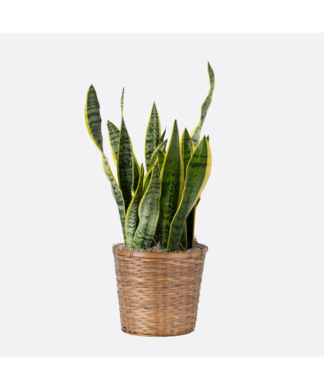 Snake Plant is part of the Asparagaceae family and is commonly known as Sansevieria trifasciata, Saint George's sword, and viper's bowstring hemp. 