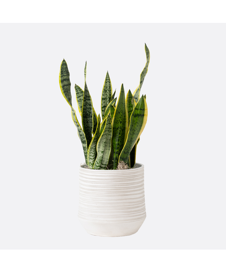 Medium Snake Plant