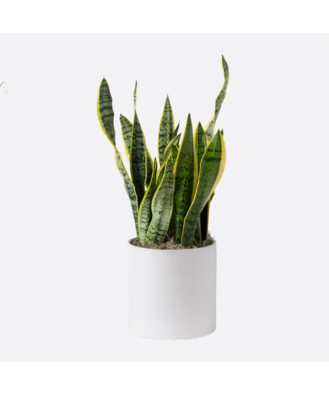 Snake Plant is part of the Asparagaceae family and is commonly known as Sansevieria trifasciata, Saint George's sword, and viper's bowstring hemp. 