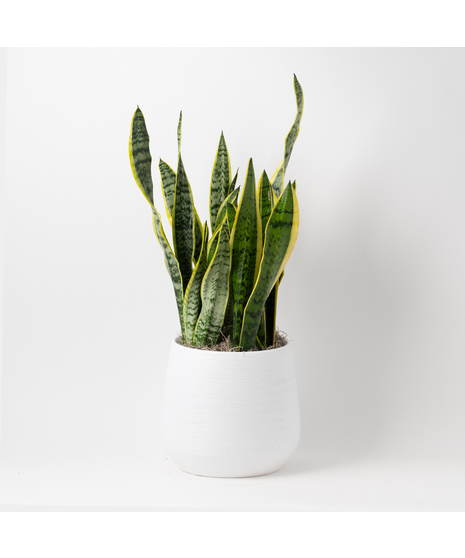 Snake Plant is part of the Asparagaceae family and is commonly known as Sansevieria trifasciata, Saint George's sword, and viper's bowstring hemp. 