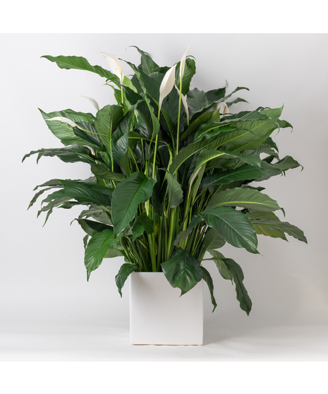 Elevate your indoor space with the timeless elegance of the Peace Lily, also known as Spathiphyllum. 