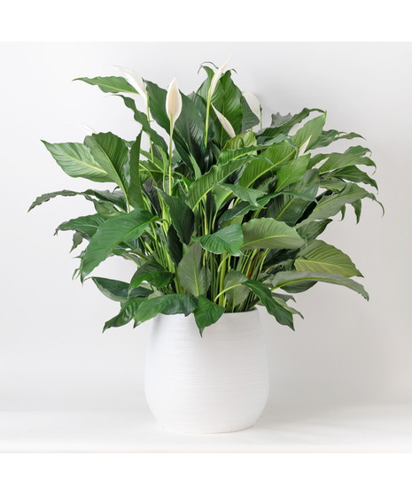 Elevate your indoor space with the timeless elegance of the Peace Lily, also known as Spathiphyllum. 