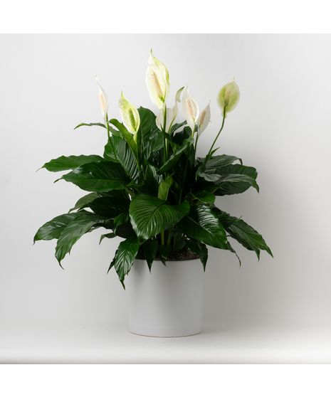 Medium Fiddle-leaf Fig plant with unique green leaves and basket planter