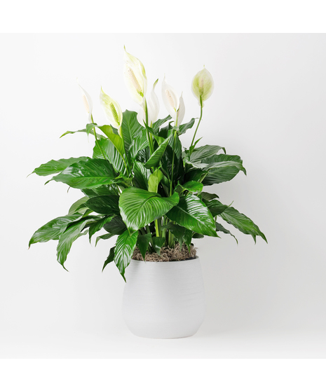 Medium Fiddle-leaf Fig plant with unique green leaves and basket planter