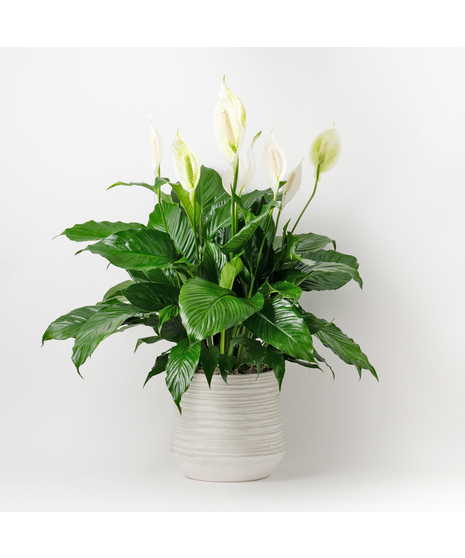 Medium Fiddle-leaf Fig plant with unique green leaves and basket planter