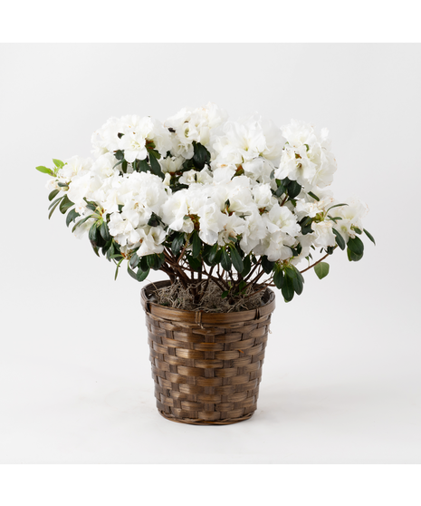 White azalea flowering plant. 