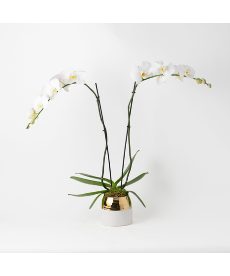 Double Stem White Orchids Garden