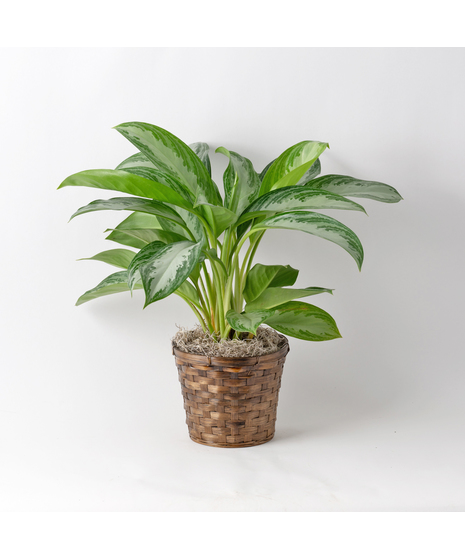 Chinese Evergreen