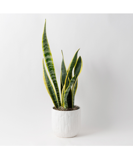 The Snake Plant, a member of the Asparagaceae family, is scientifically known as Sansevieria trifasciata.